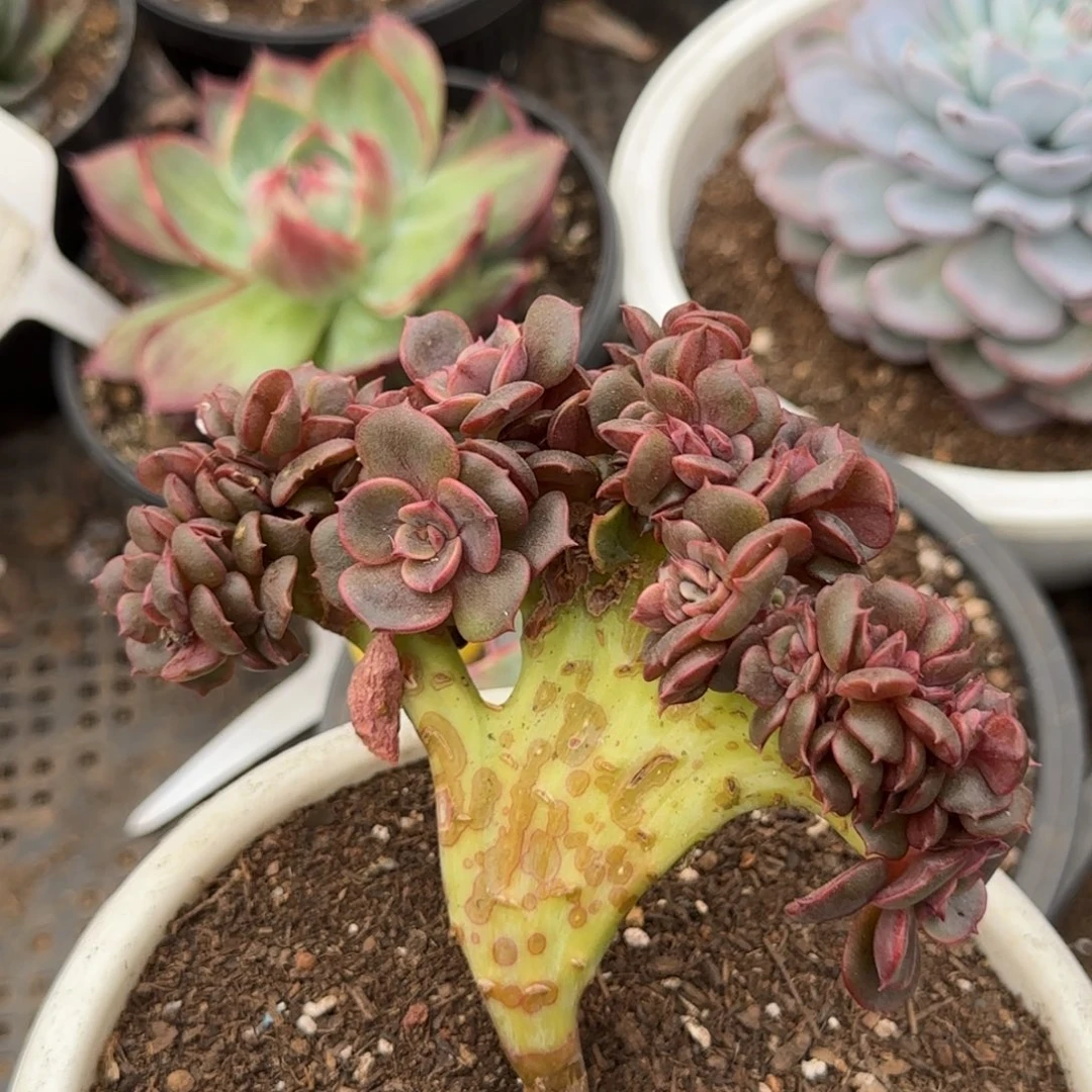 红跑缀一物一拍包装收缩花旱