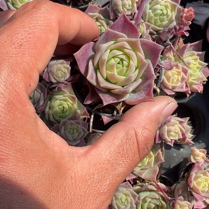 翡翠塔一颗量拍多肉满20包邮下午发