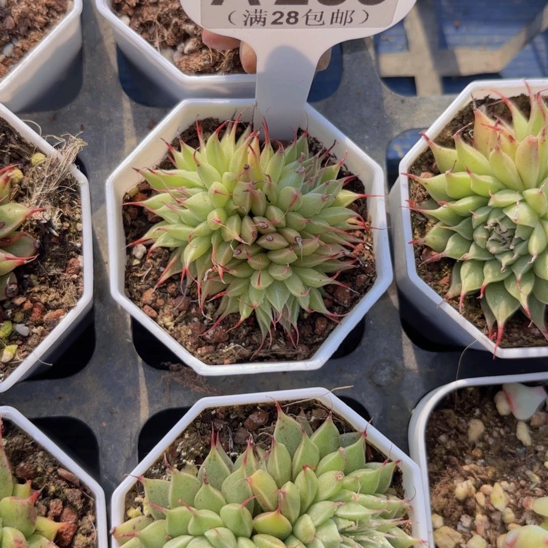 A285银星yieuyupaiw