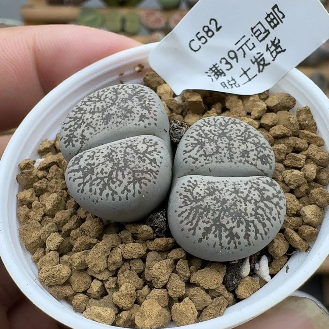 582多肉哈哈哈哈哈哈哈