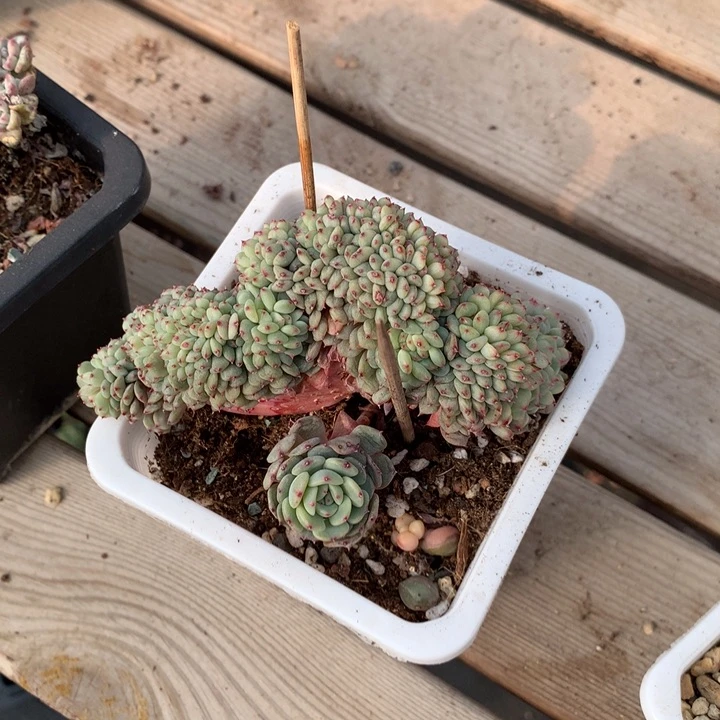 专拍链接多肉植物