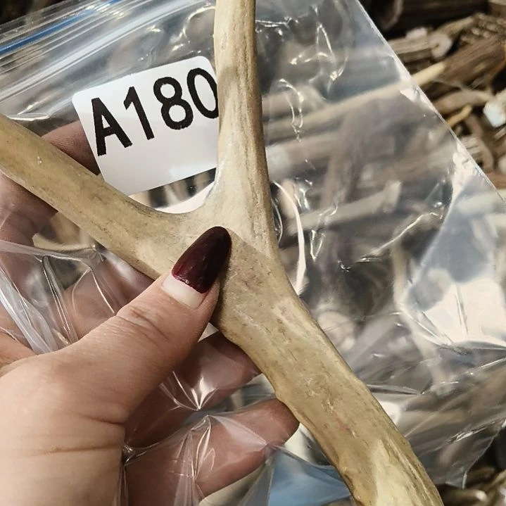 吖***吖鹿角鹿角鹿角鹿角鹿角