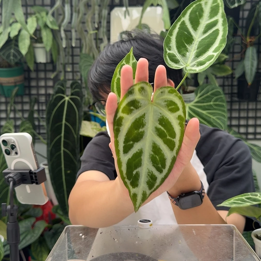 完全开放D64skg银杂面纱