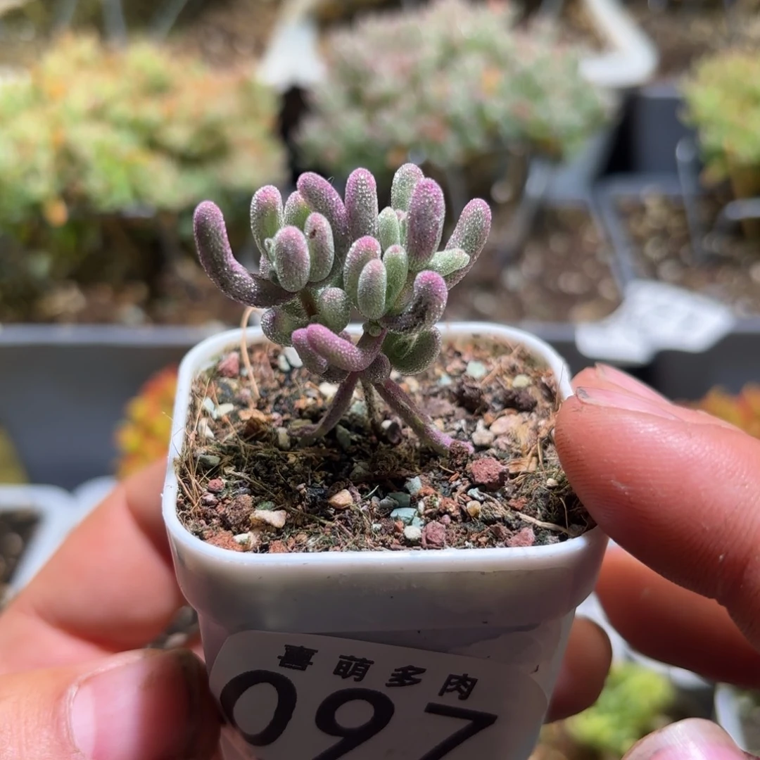 枝干番杏紫闪光097
