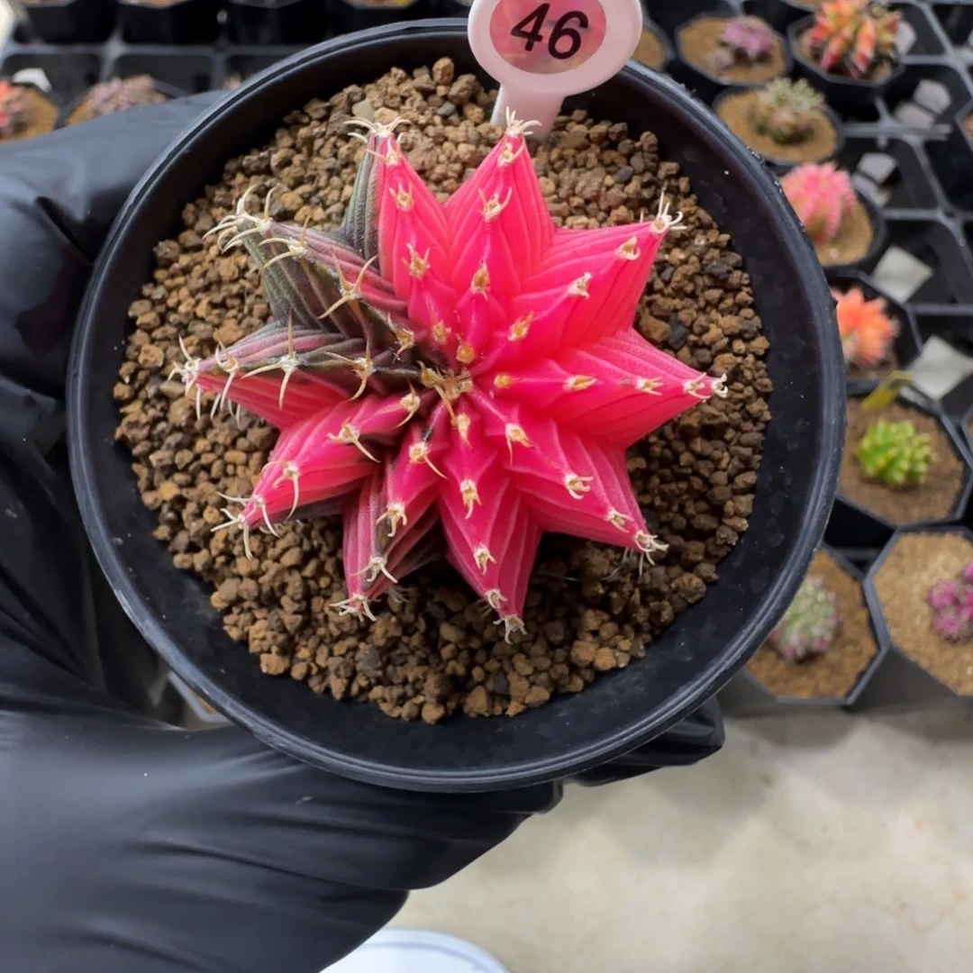 46号泰系实生肋骨锦