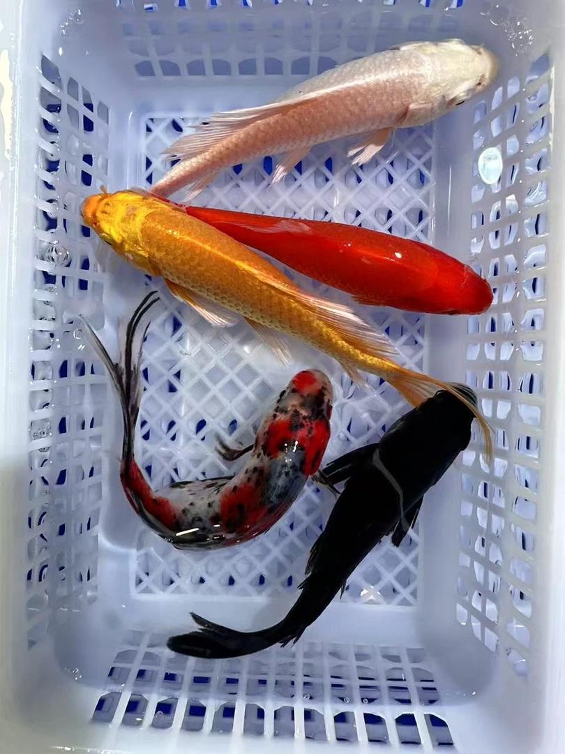 5条【1红1白1黄1黑1兰花（兰颜色随机）】13-15cm观赏鱼包邮