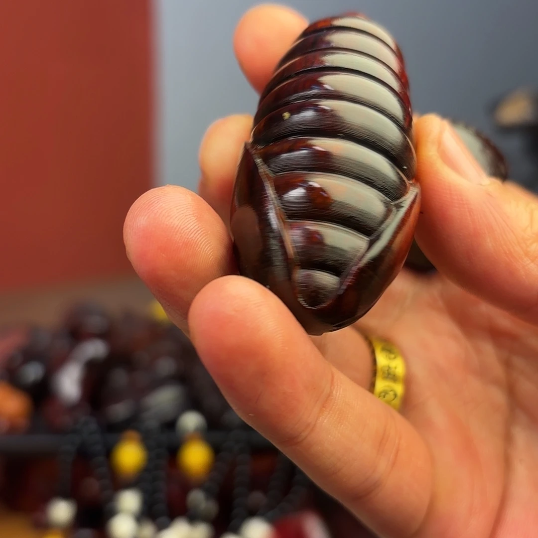 檀香紫檀（小叶紫檀）蛹