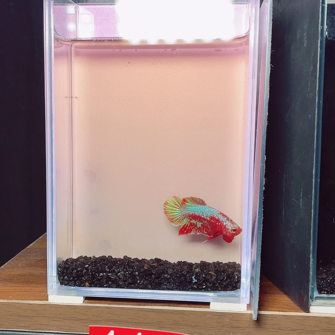 斗鱼彩金将军公鱼