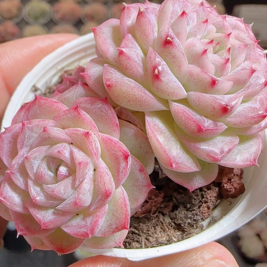 花语多肉0104-155散