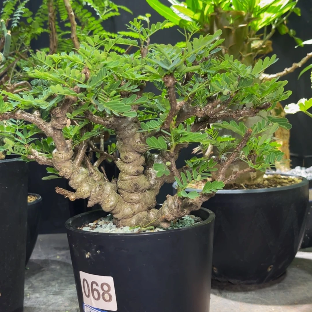 苏木Zzzzzzzzzzzzzzz