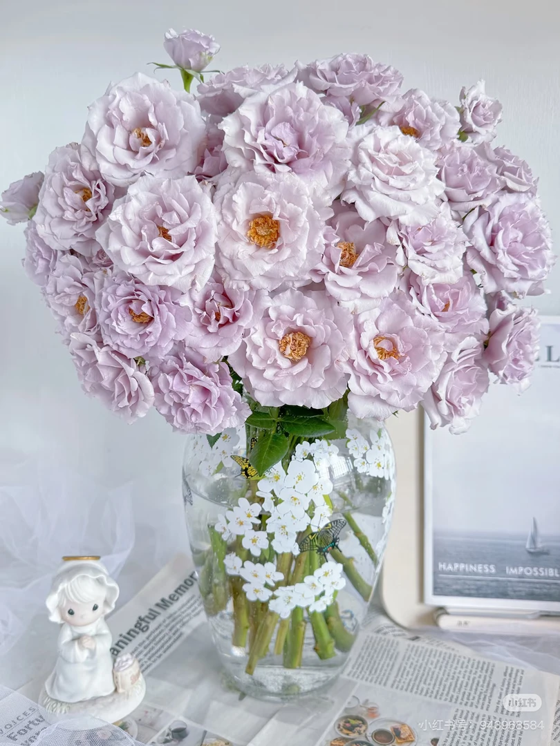 【花甜悦夏优选】紫雾公主多头玫瑰（百分之十不售后2个订单包邮