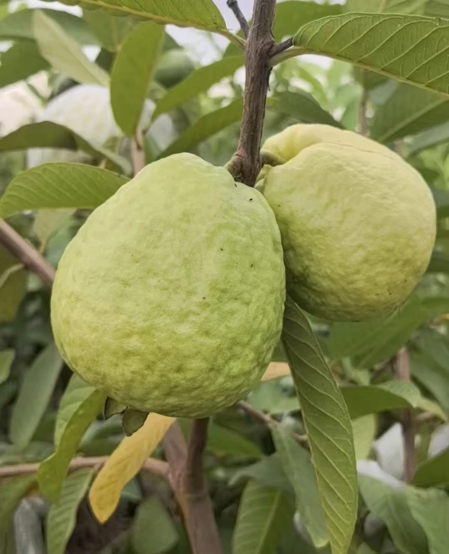 广东茂名新鲜现摘现发番石榴脆甜芭乐当季清甜2025新鲜番石榴