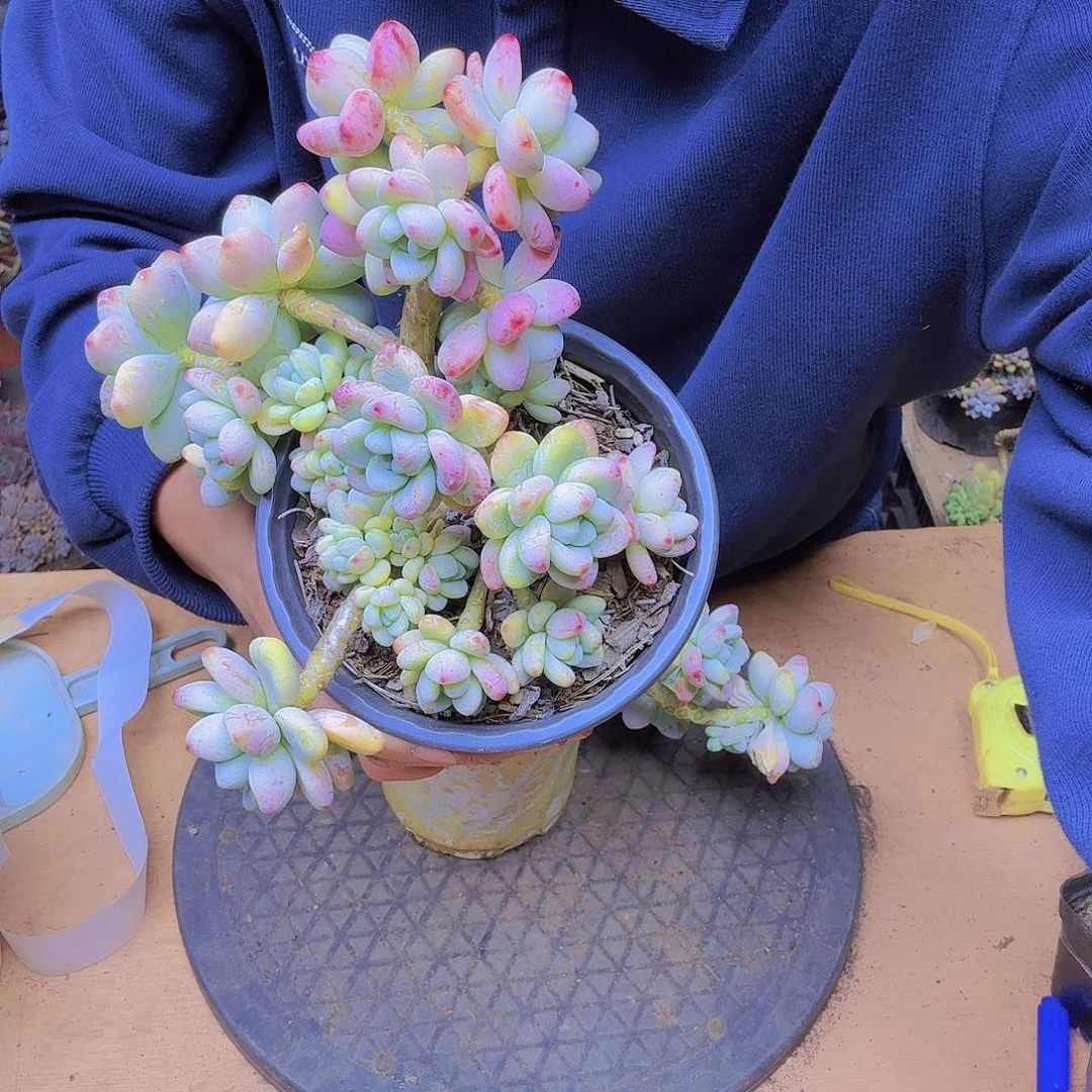 小的劳尔一物一拍一个