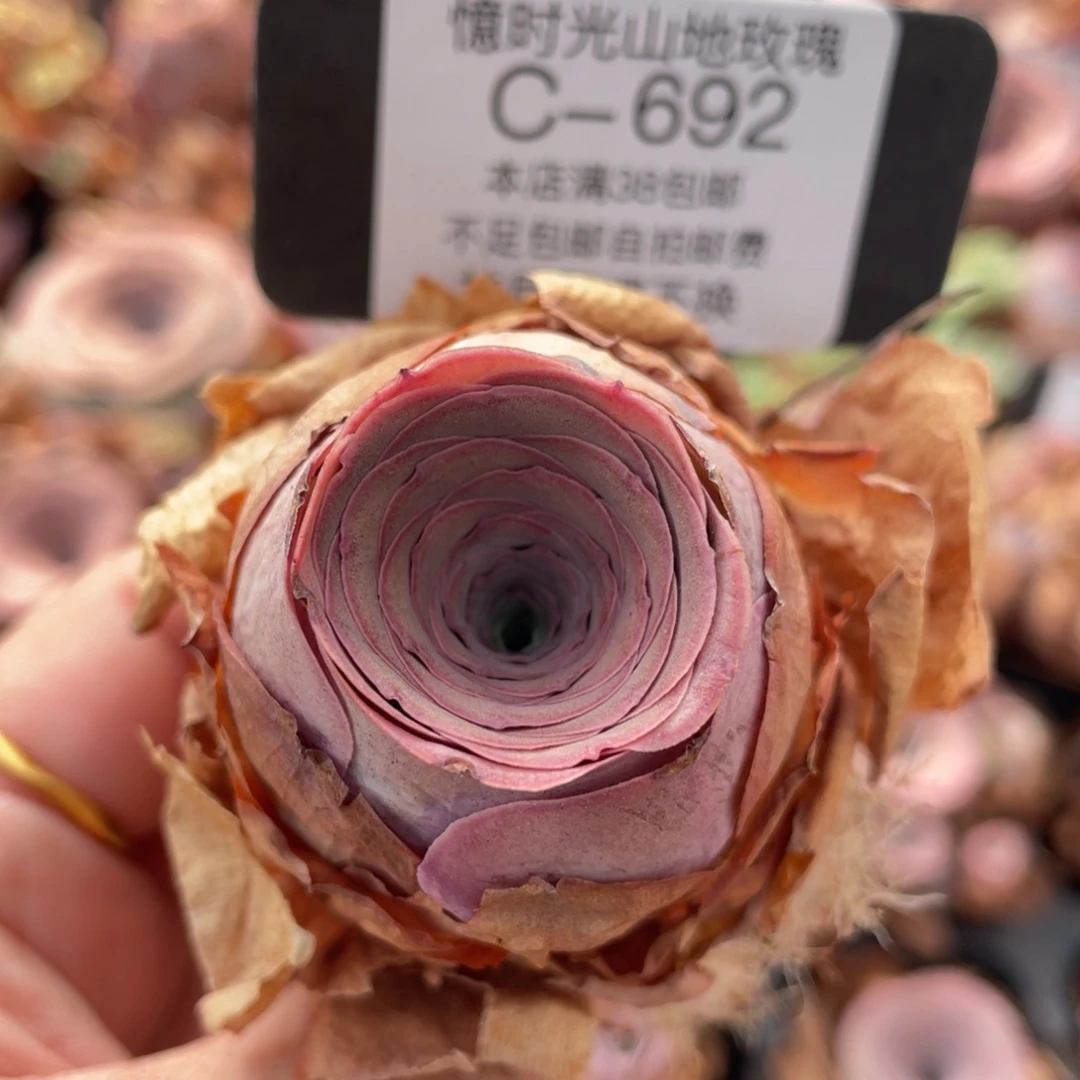 山地玫瑰C692裸根发货断枝不包损不售后