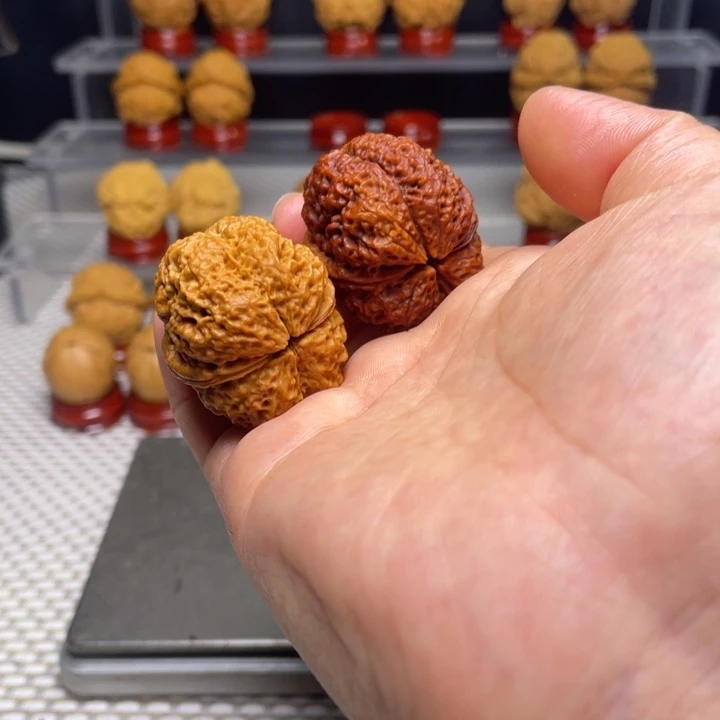 文玩核桃把件40古树蚂蚁开背王