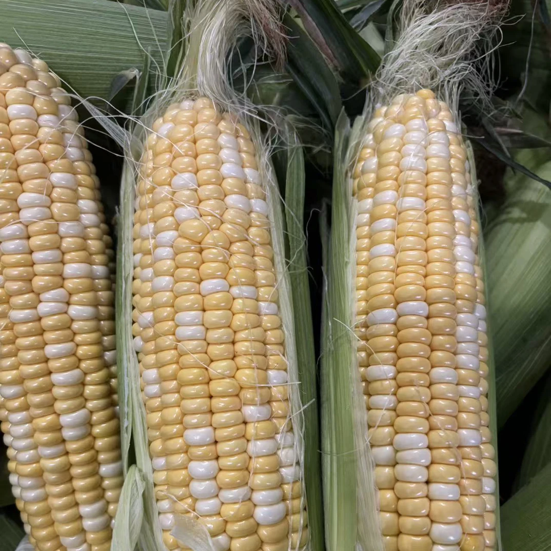 云南金银双色甜脆水果玉米可生吃的甜玉米大中小通果混装