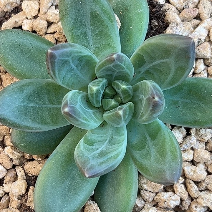 美人单头特价一物一拍