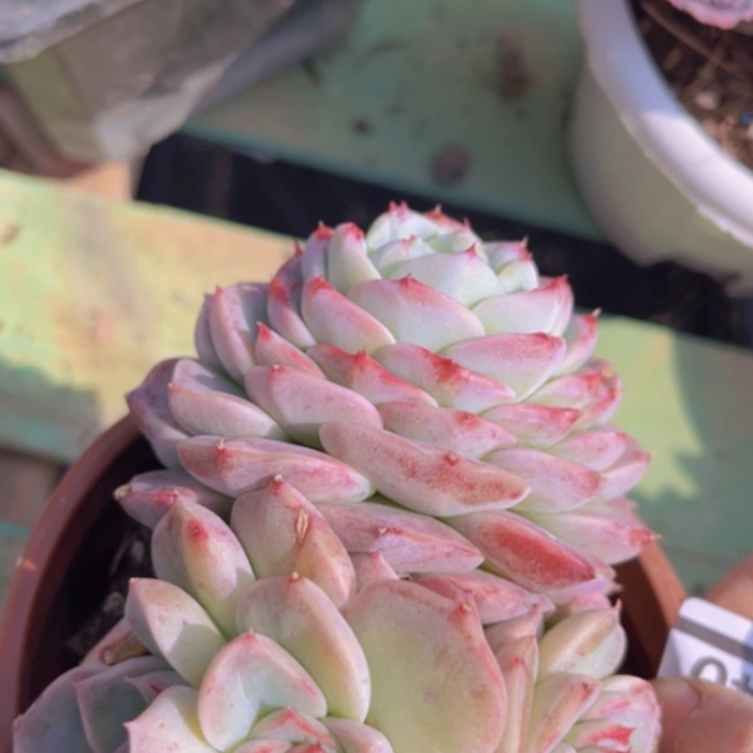 【闪购商品】天鹅绒08140