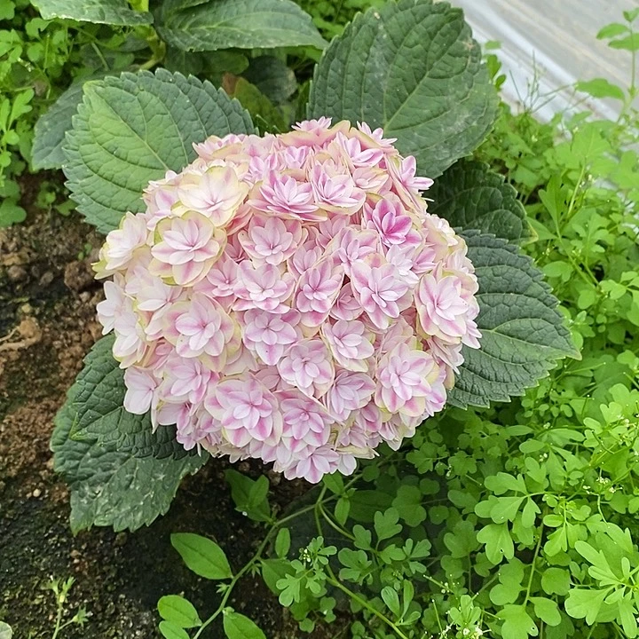 加购121号绣球/有色差介意勿拍/3单冷链包邮/偏远补运费发德邦