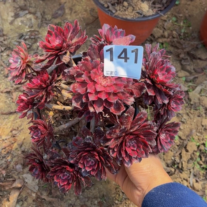紫霞多肉植物141
