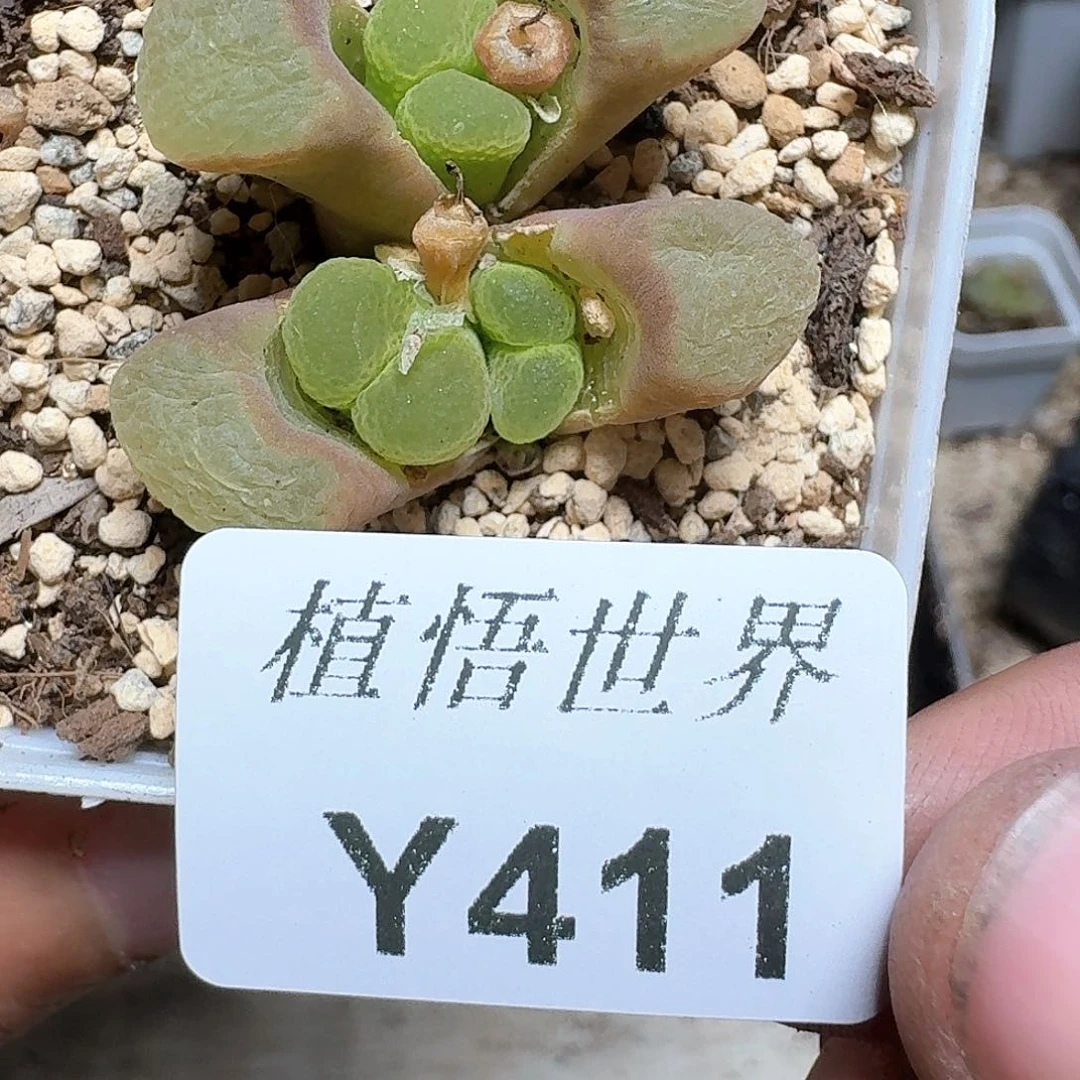 411厚德载物哇f f多肉植物哇