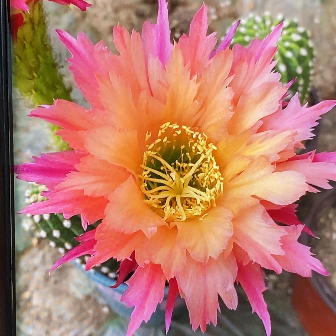 毛 超级杏侧芽歪20包邮/8公分高