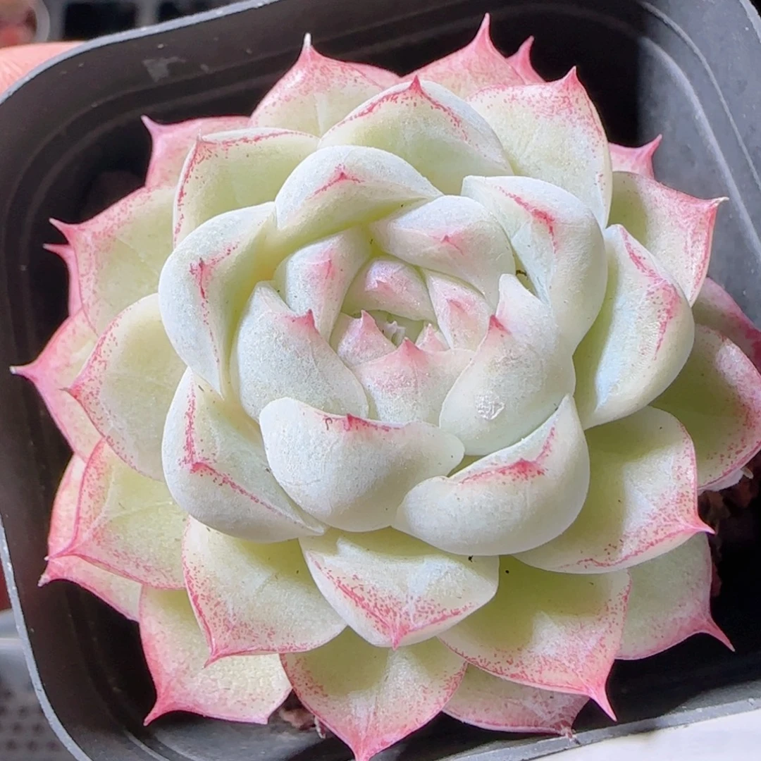 花语多肉1221-132女王