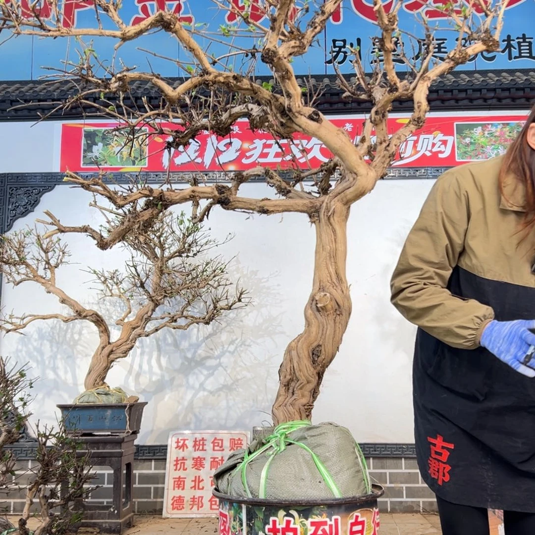 无花朵金银88888888888888