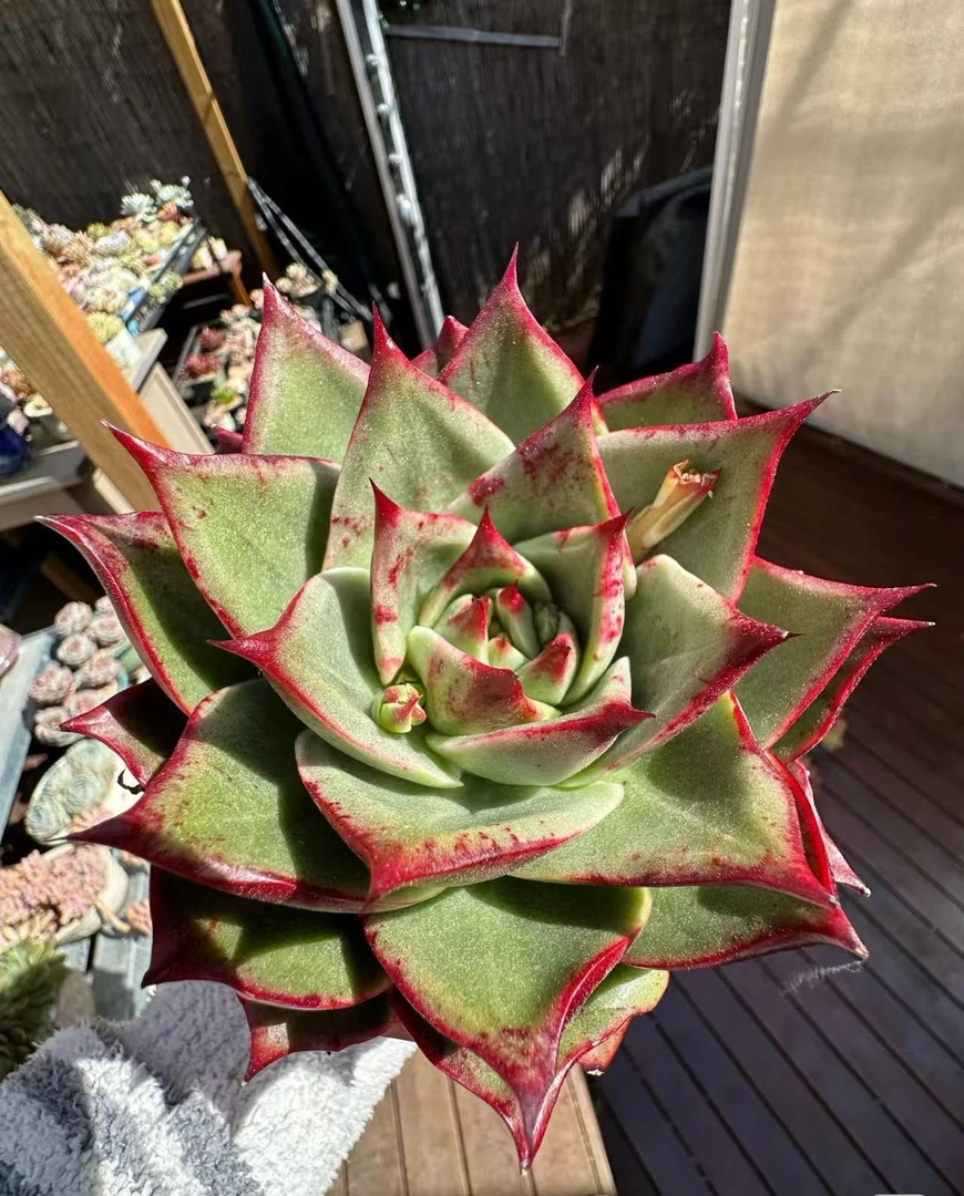 口红单头【云贵精品多肉】好看绿植植物盆栽懒人客厅新手好养