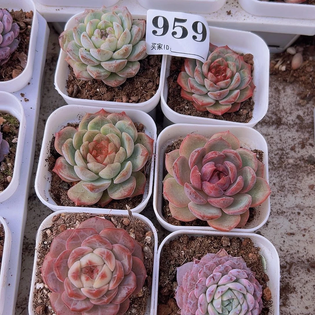 959紫宠组合6颗原盆