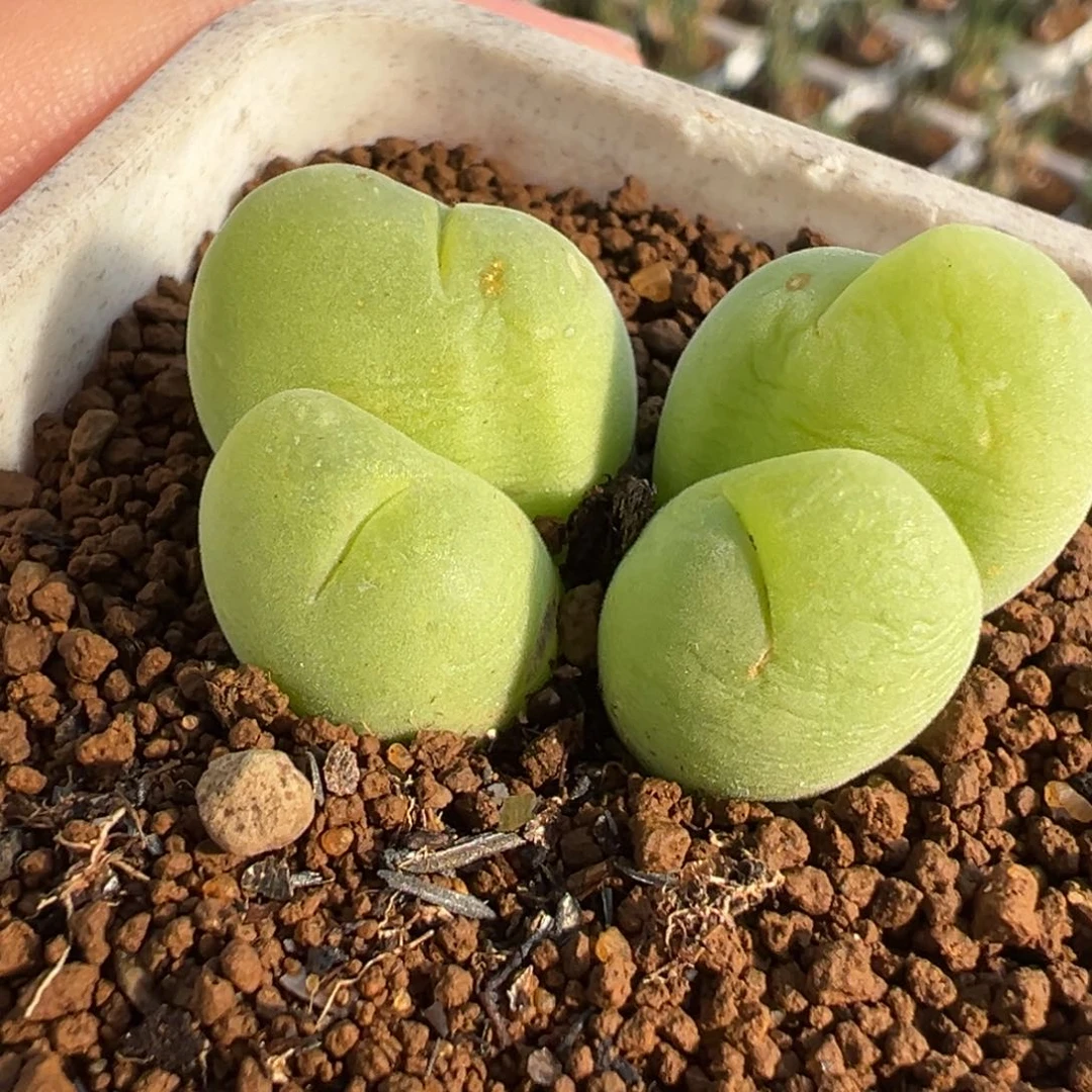 084多肉植物种类多样