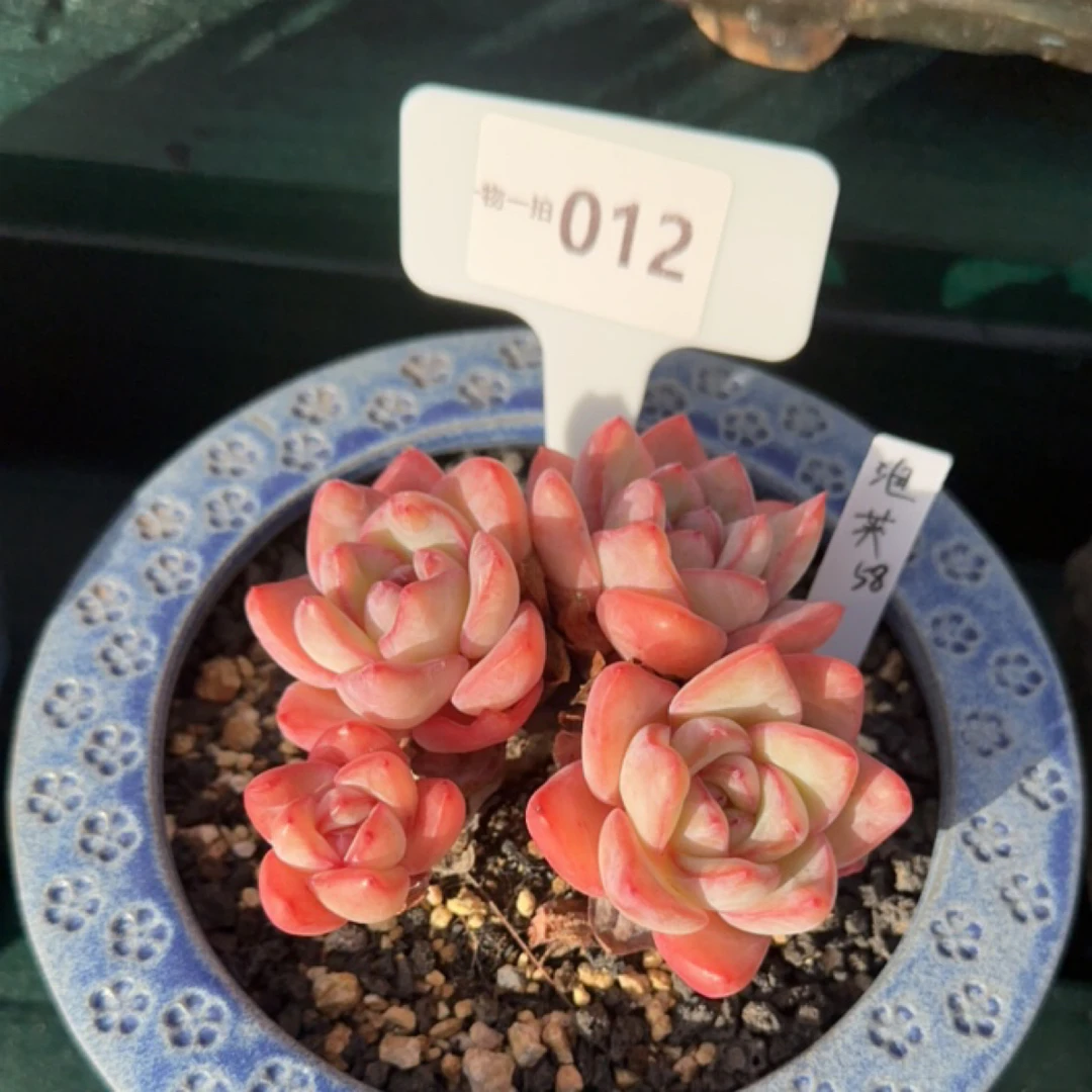 一物一拍012号泡芙