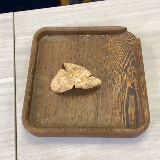 ?****?大山电木茶盘优选-原枝小油22茶坑1斤