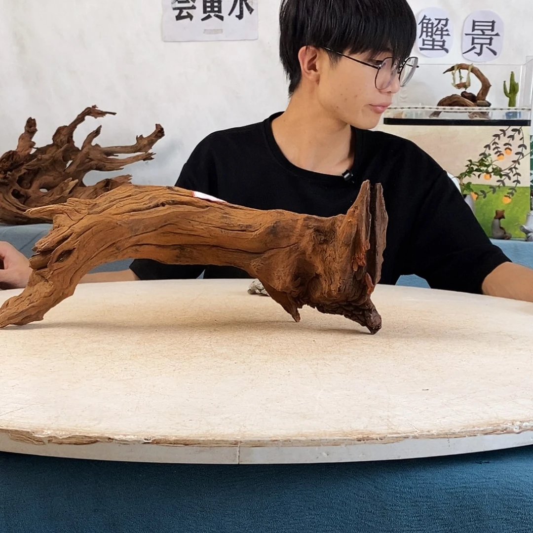 沉木造景寄居蟹造景