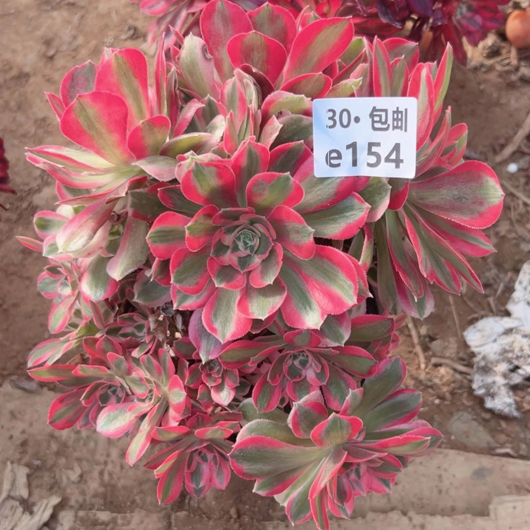 154妖月母本多肉法师