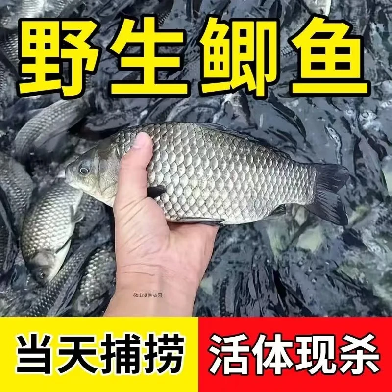 【直播间下单】微山湖野生鲫鱼现杀拍5斤送3斤顺丰包邮