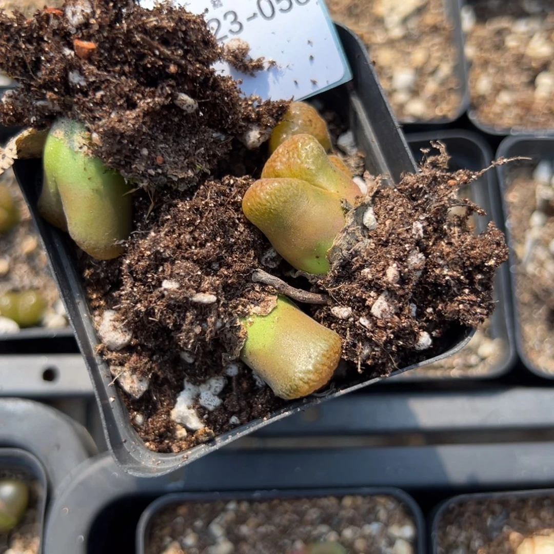 23-58量拍大母本超级蛋糕风铃一颗