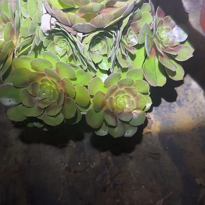 一物一拍多肉法师96