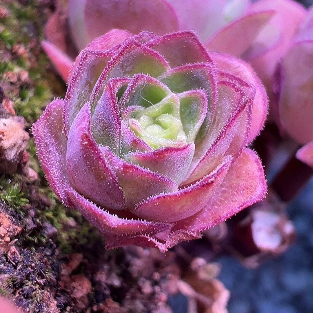 糖糖722白龙侧芽 小