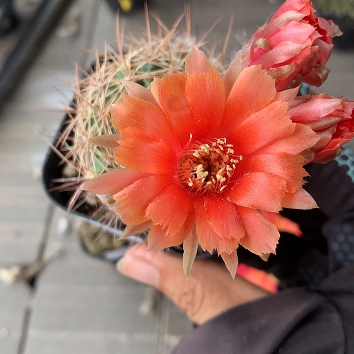 837 实生丽花6厘米盆