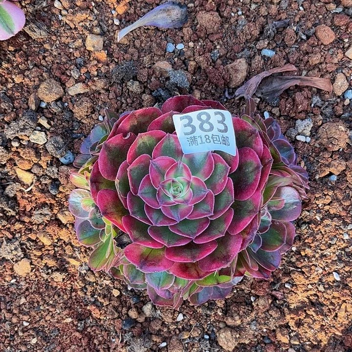 383荔枝朵朵福利不售后无根