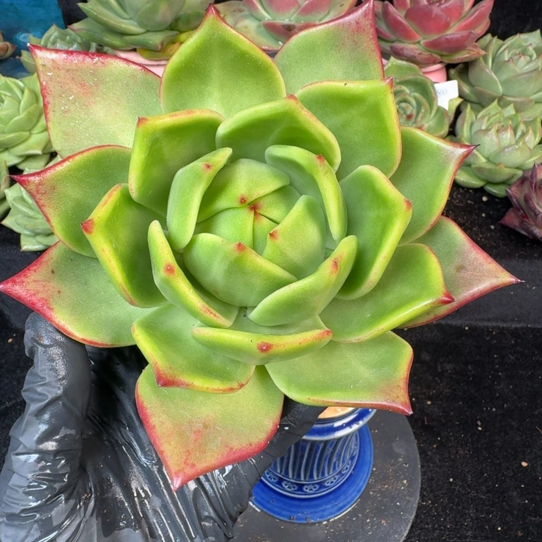 从前慢多肉精选编号1102.牛肉三号