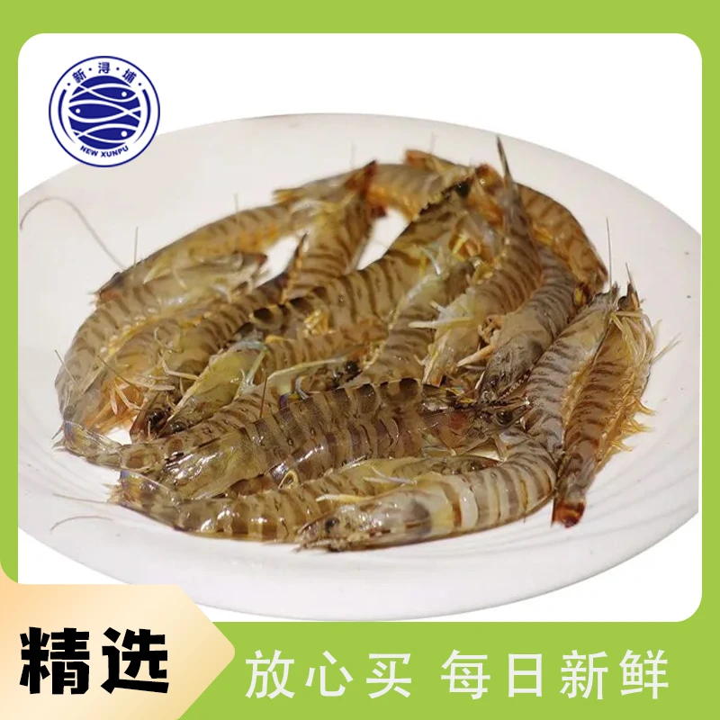 【活虾】野生小九节虾500g±30g（60-80只）