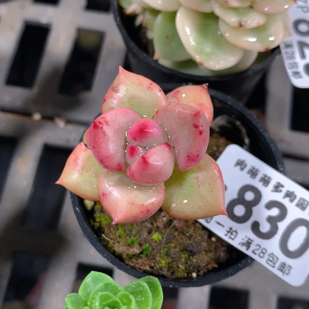 5CM拇指盆精控多肉ZP830