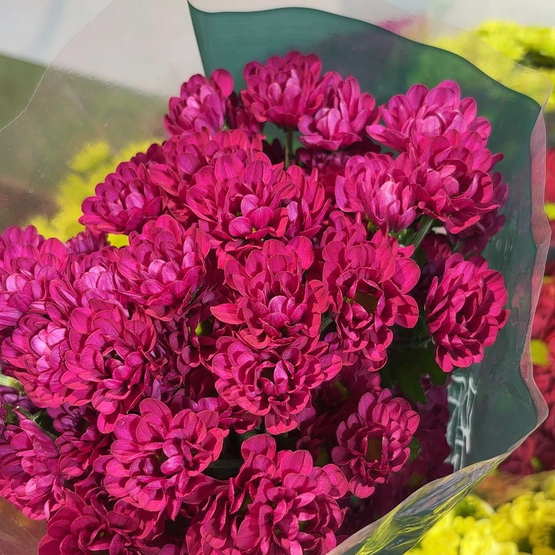 海南 花努力 红女郎小菊