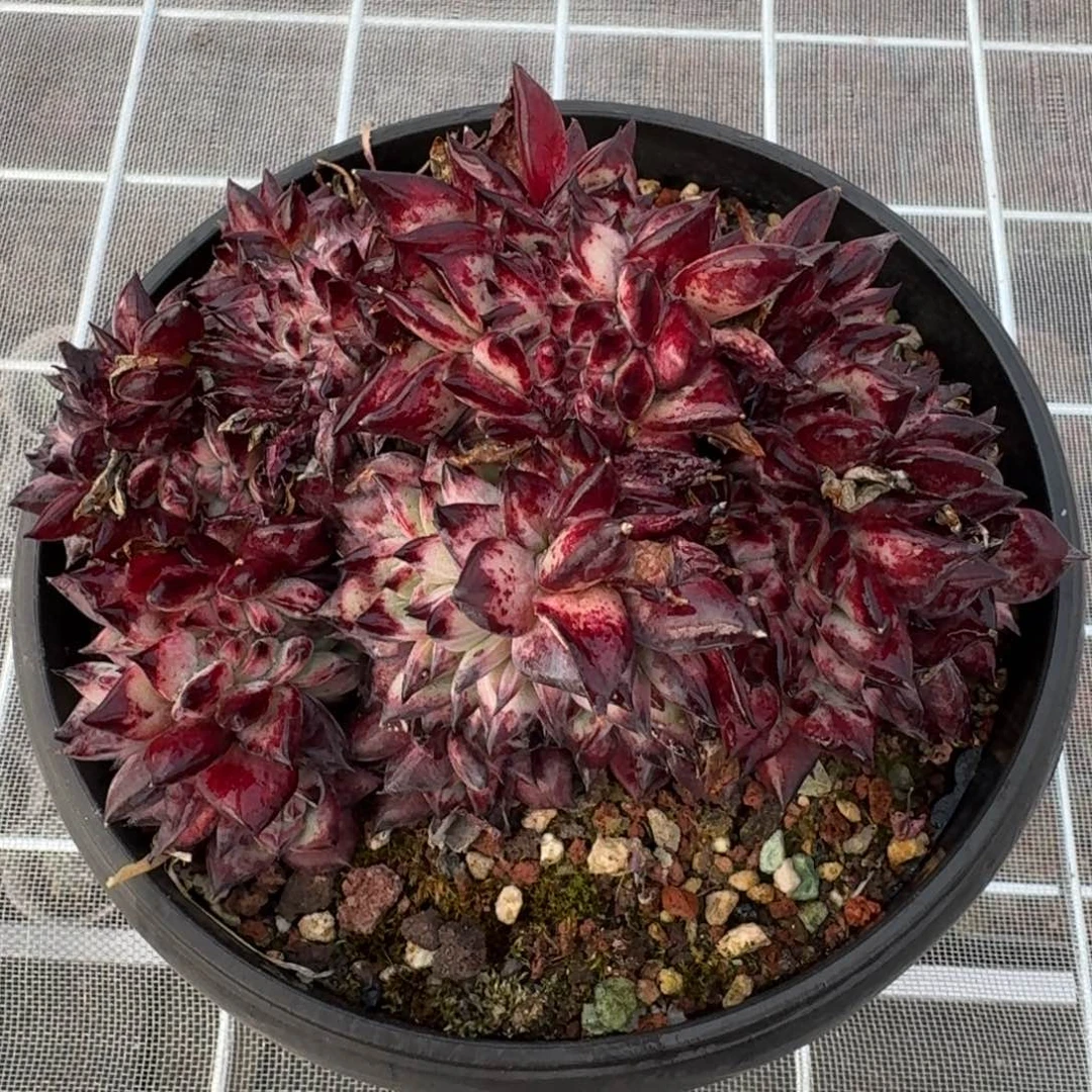 从前慢花园精选红拉糖缀化