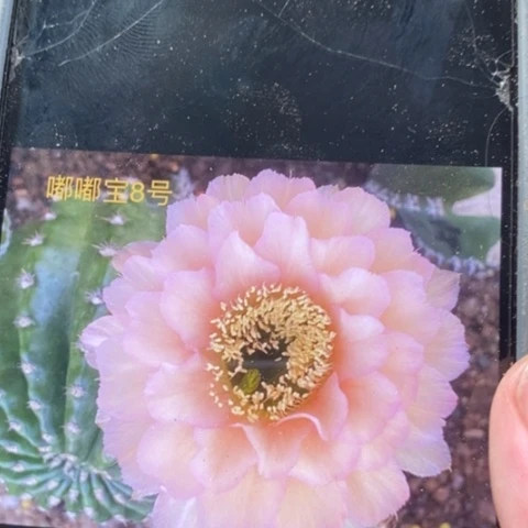 无花朵8 号彩草仙人球嫁接3+
