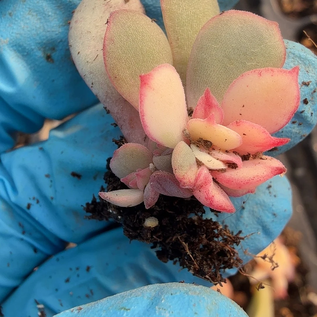 用****9般若锦，多肉植物