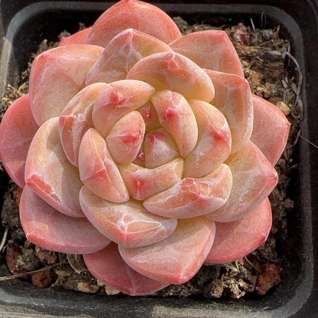 从前慢花园精选糖心珍妮