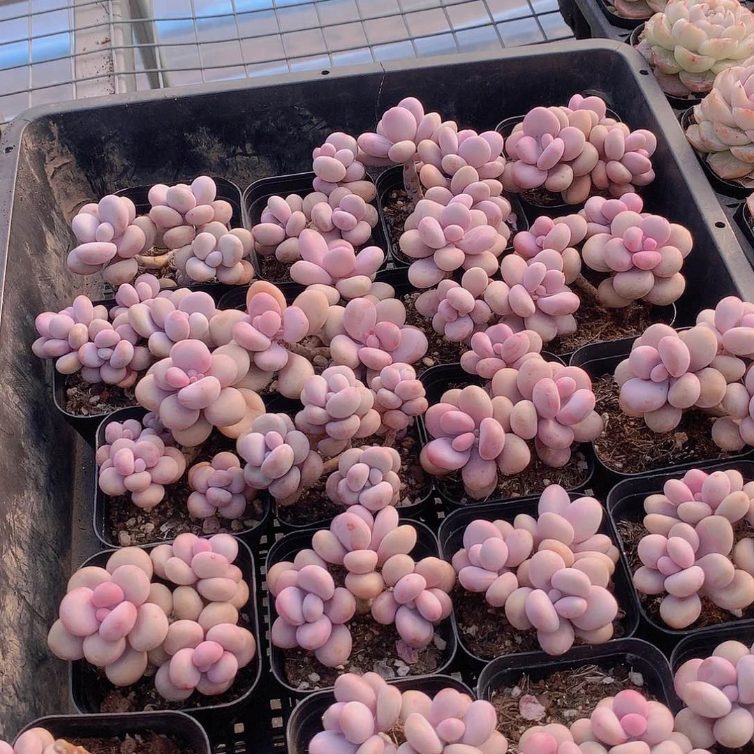 矮桩桃蛋24578990000